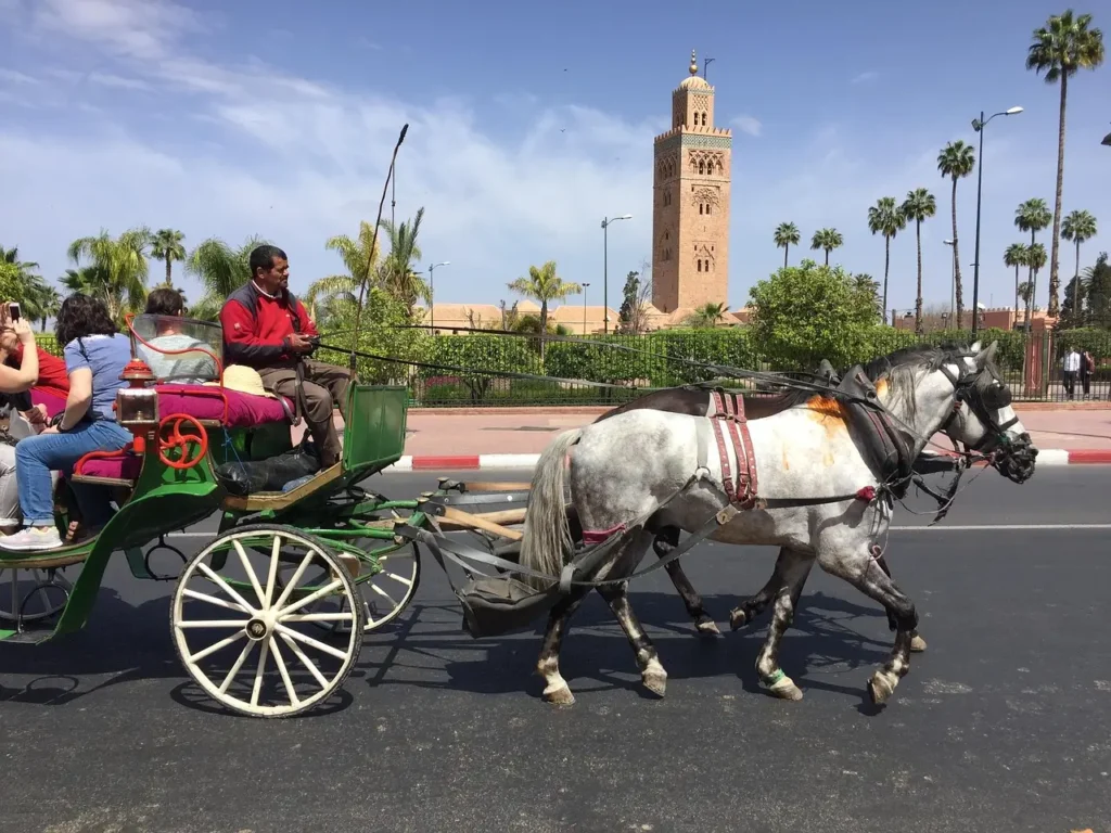 Things to do in Marrakech